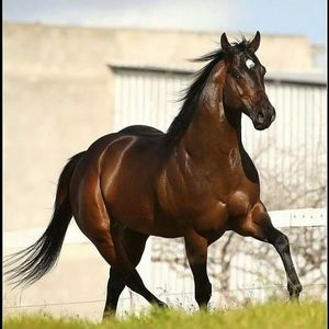 Meet your Posher, Angel